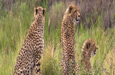 Afrika Büyüsü - Guney Afrika - Victoria Şelaleleri - Botswana ( Ramazan Bayramı )