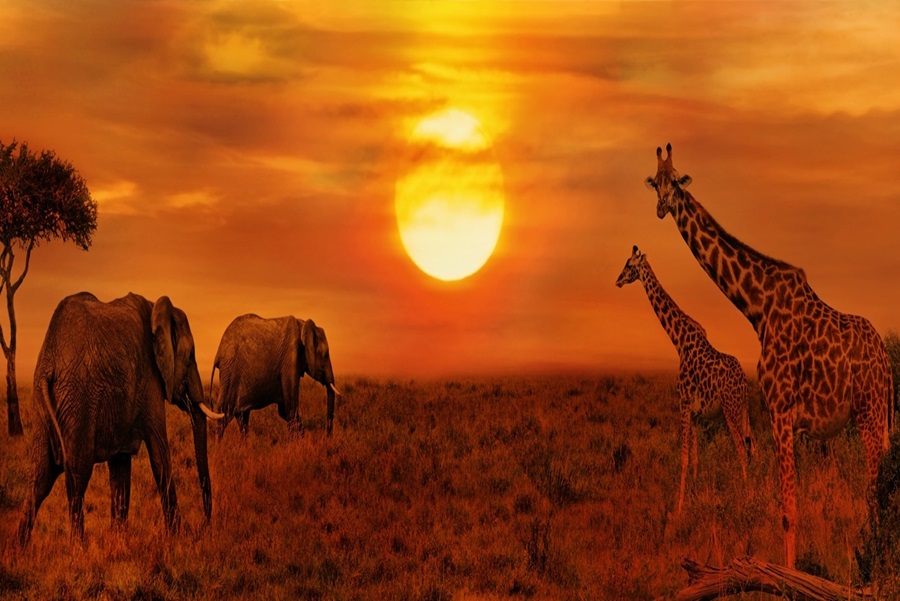 Afrika Büyüsü - Guney Afrika - Victoria Şelaleleri - Botswana ( Ramazan Bayramı )