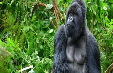 Gümüş Sırtlı Gorillerin İzinde Ruanda - Uganda